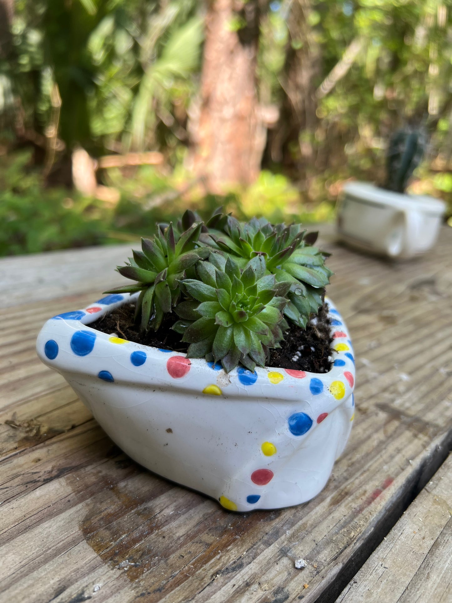 Sempervivum in Sunglasses
