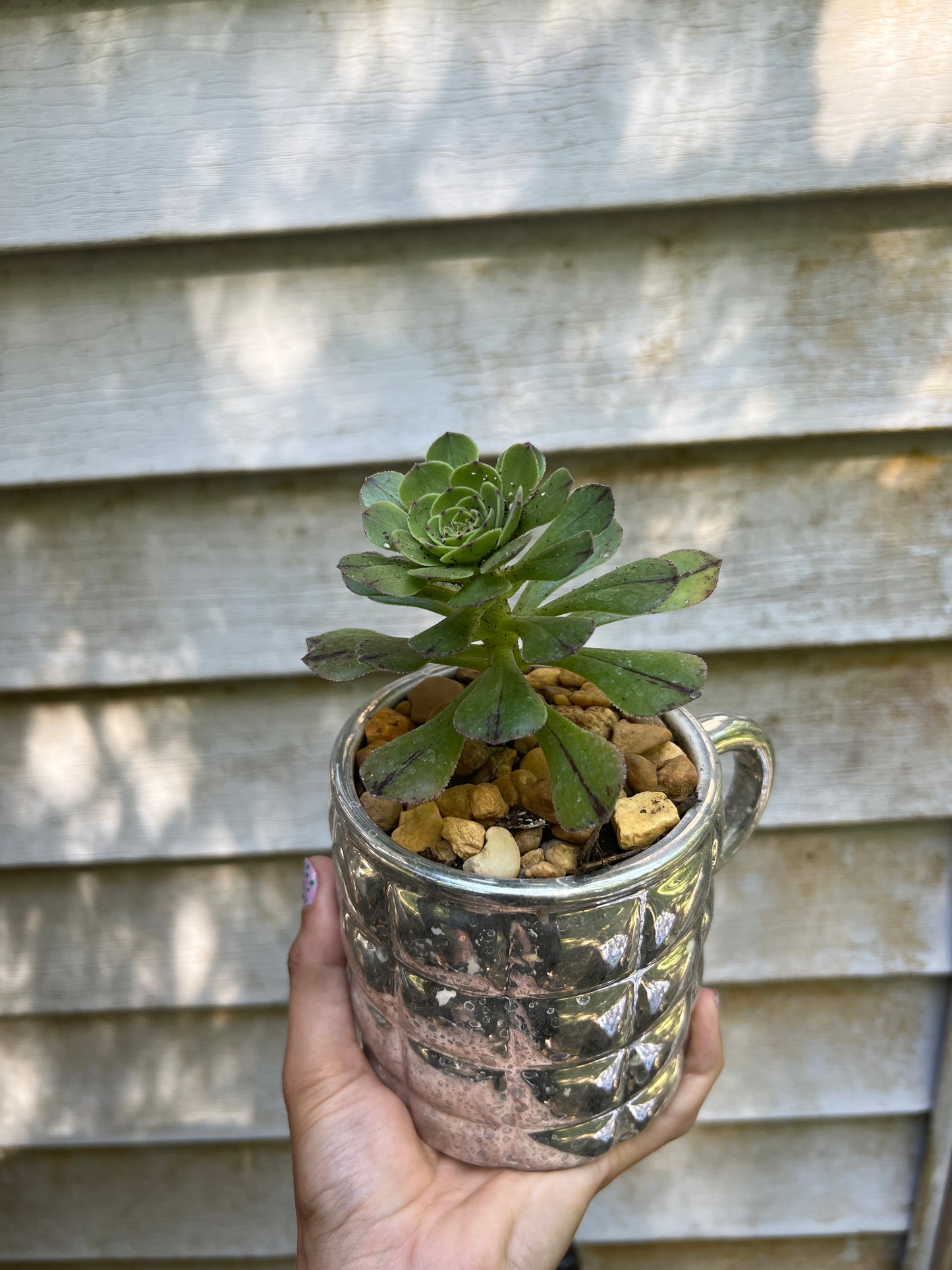 Aeonium Webb & Berthel