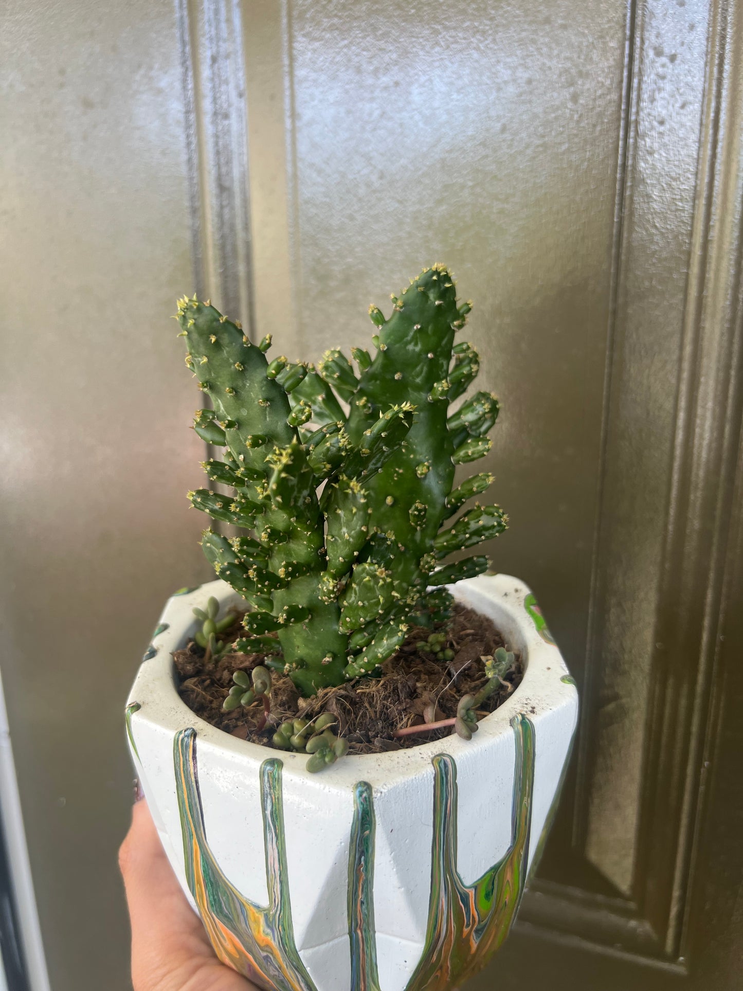 Variegated Joseph’s Coat Cactus