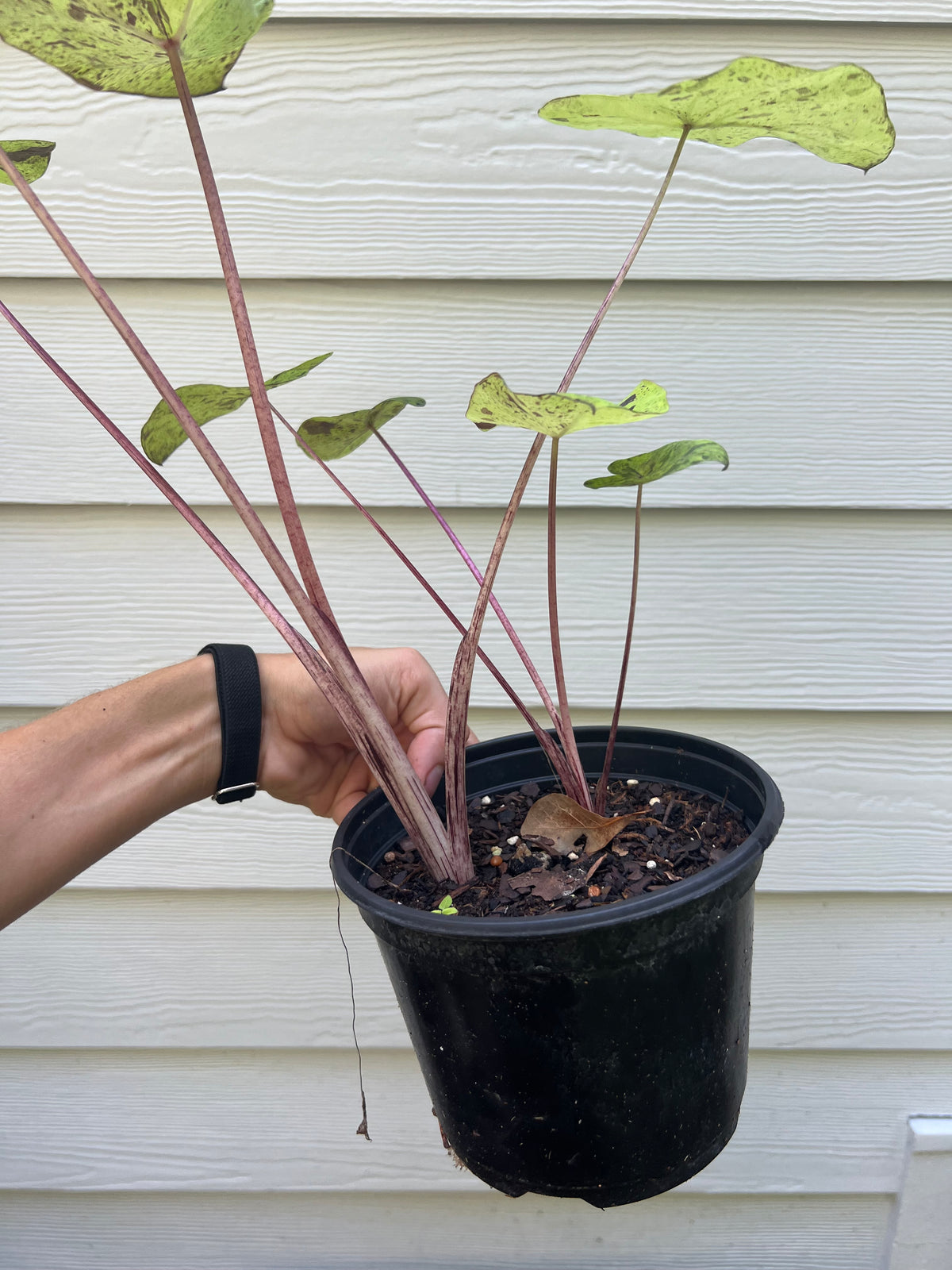 Colocasia Mojito