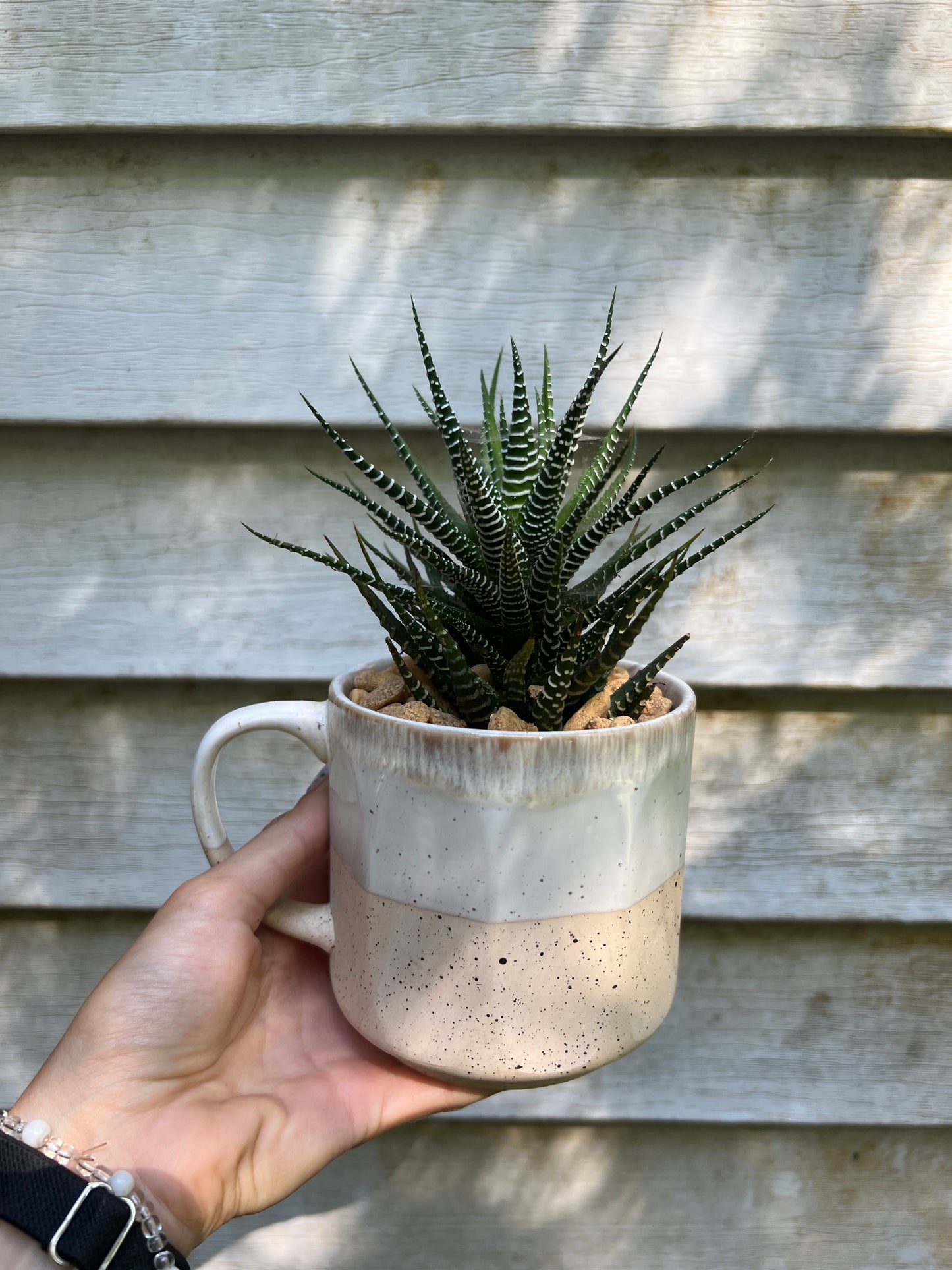 Haworthia Zebra