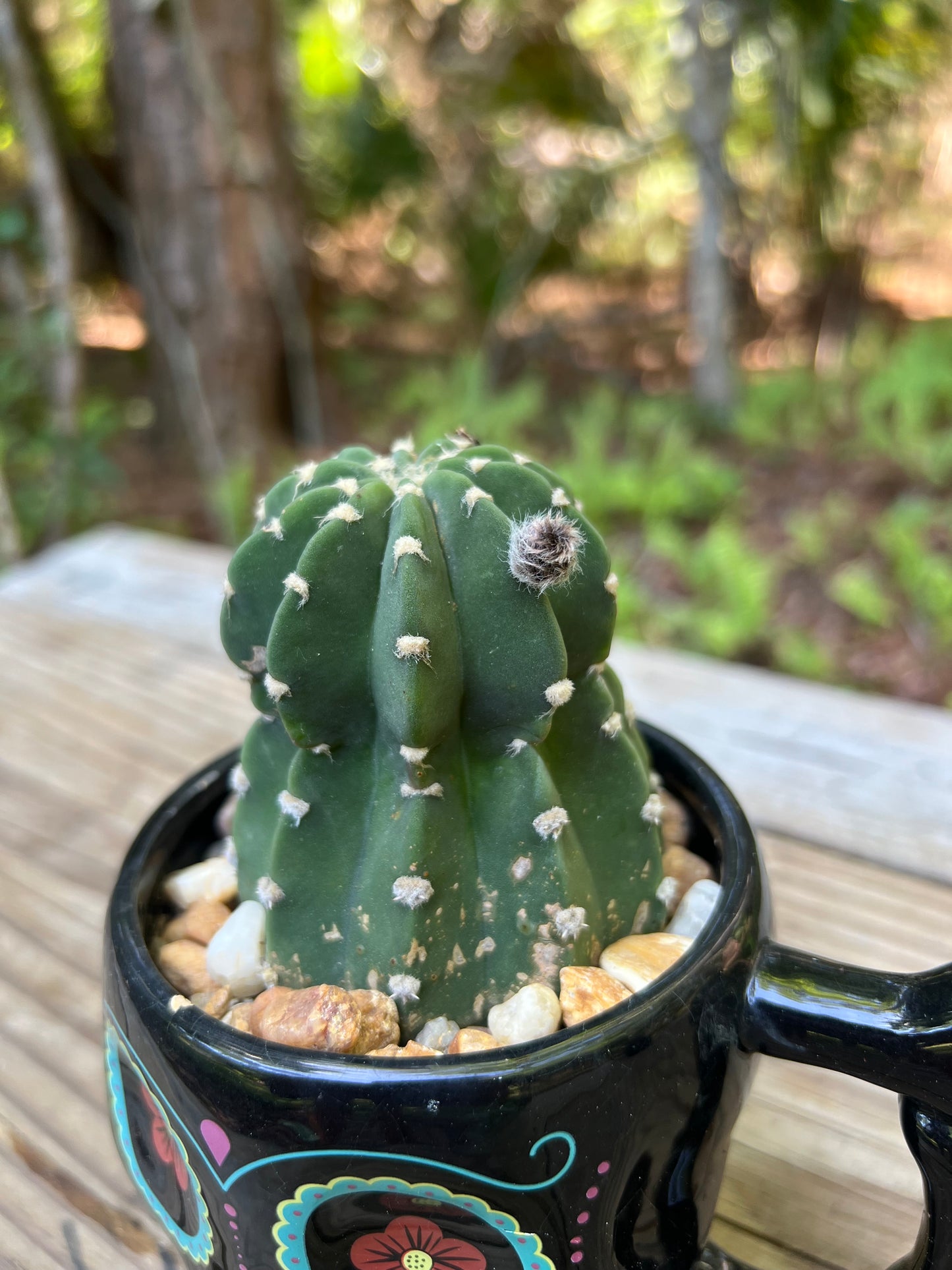 Domino Cactus