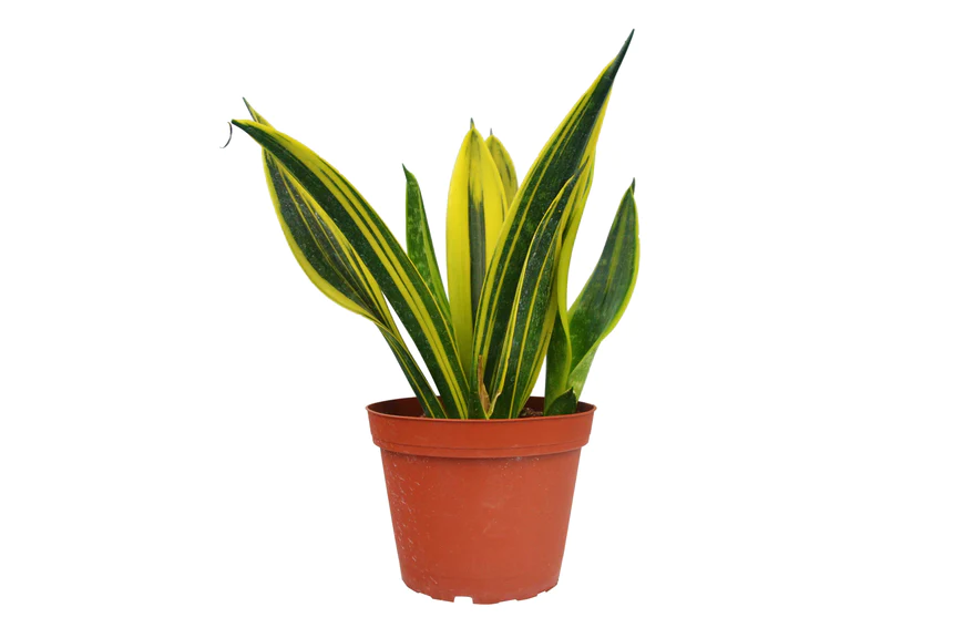 6in Snake Plant "Gold Flame"
