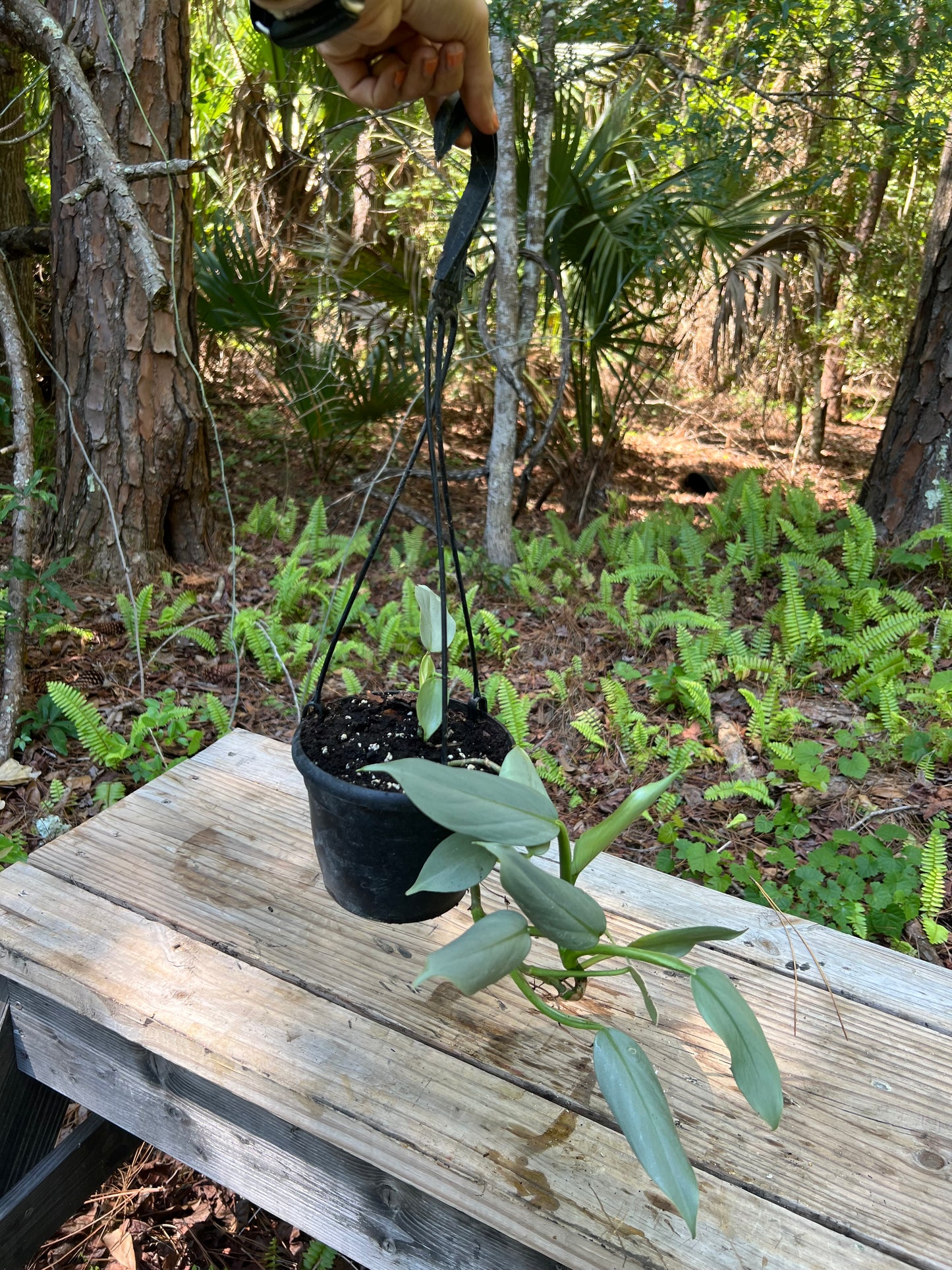 Hanging Silver Sword Philodendron