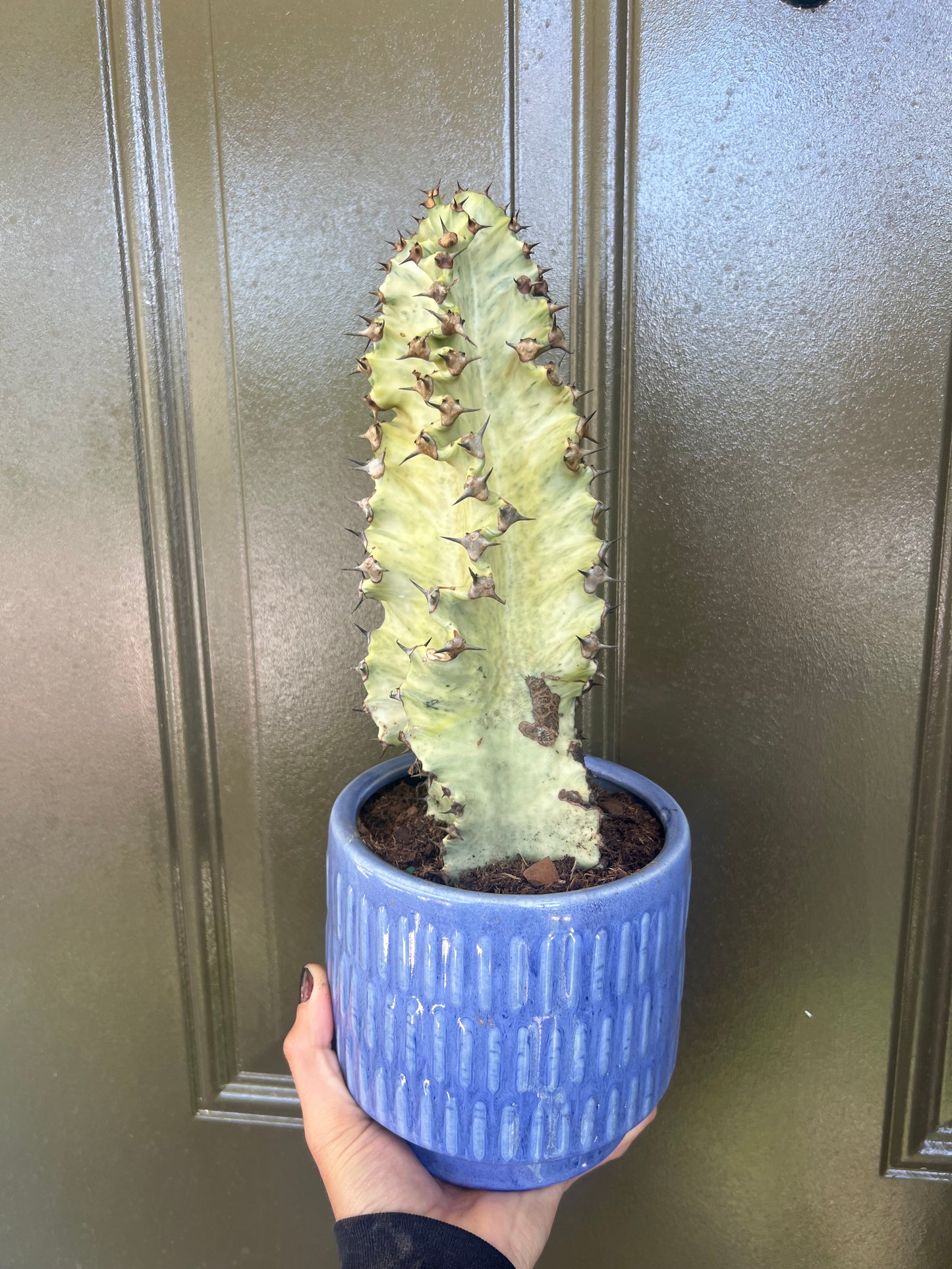 Variegated Euphorbia Ammak