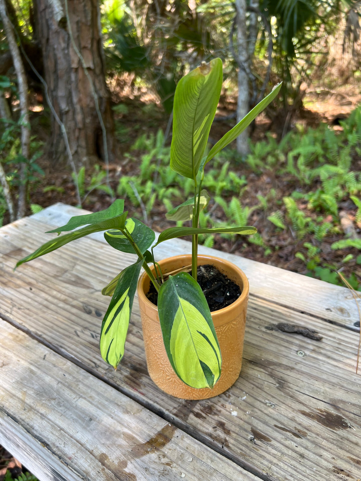 Calathea Lubbersii