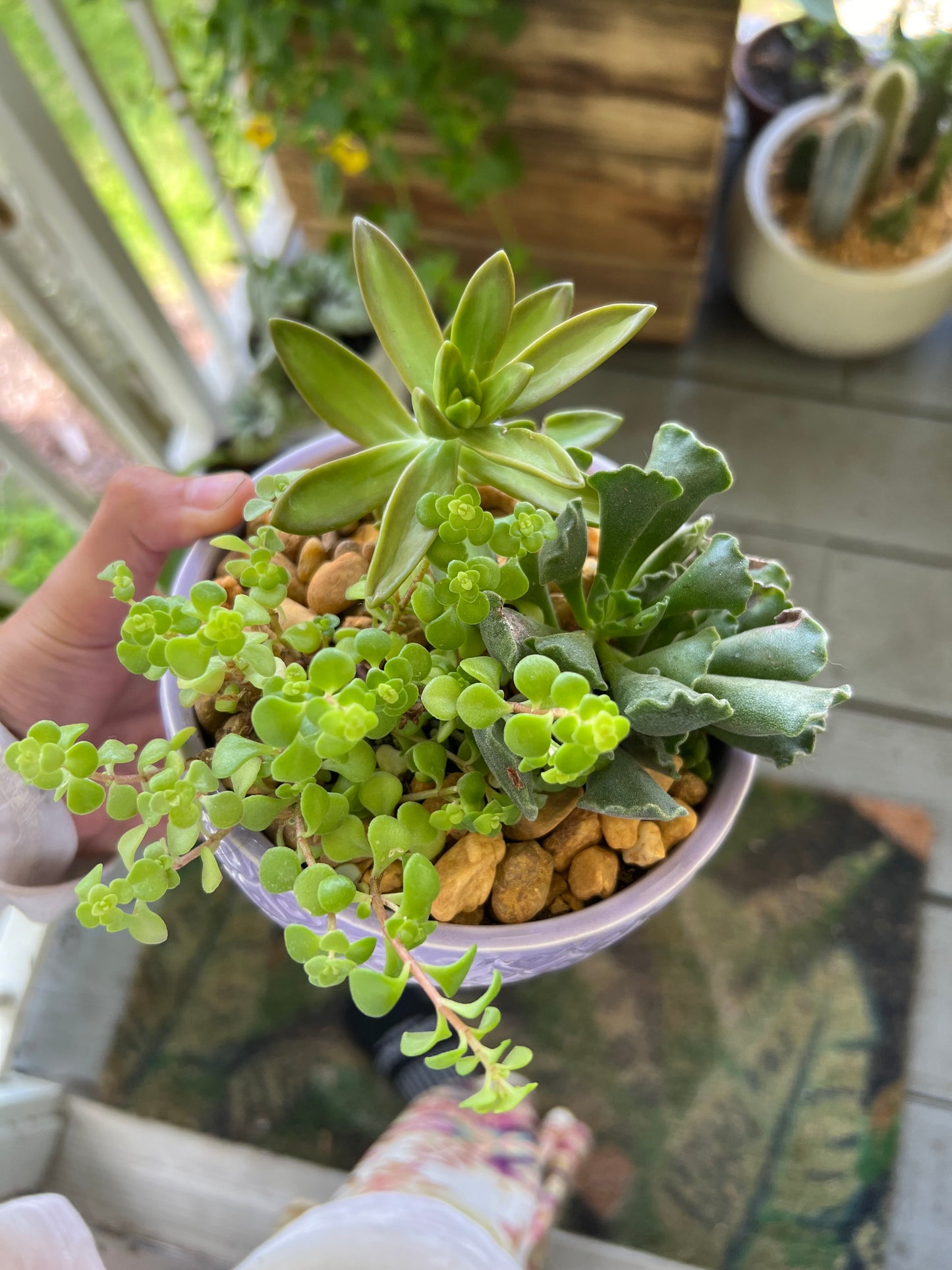 Mixed succulents in purple bowl