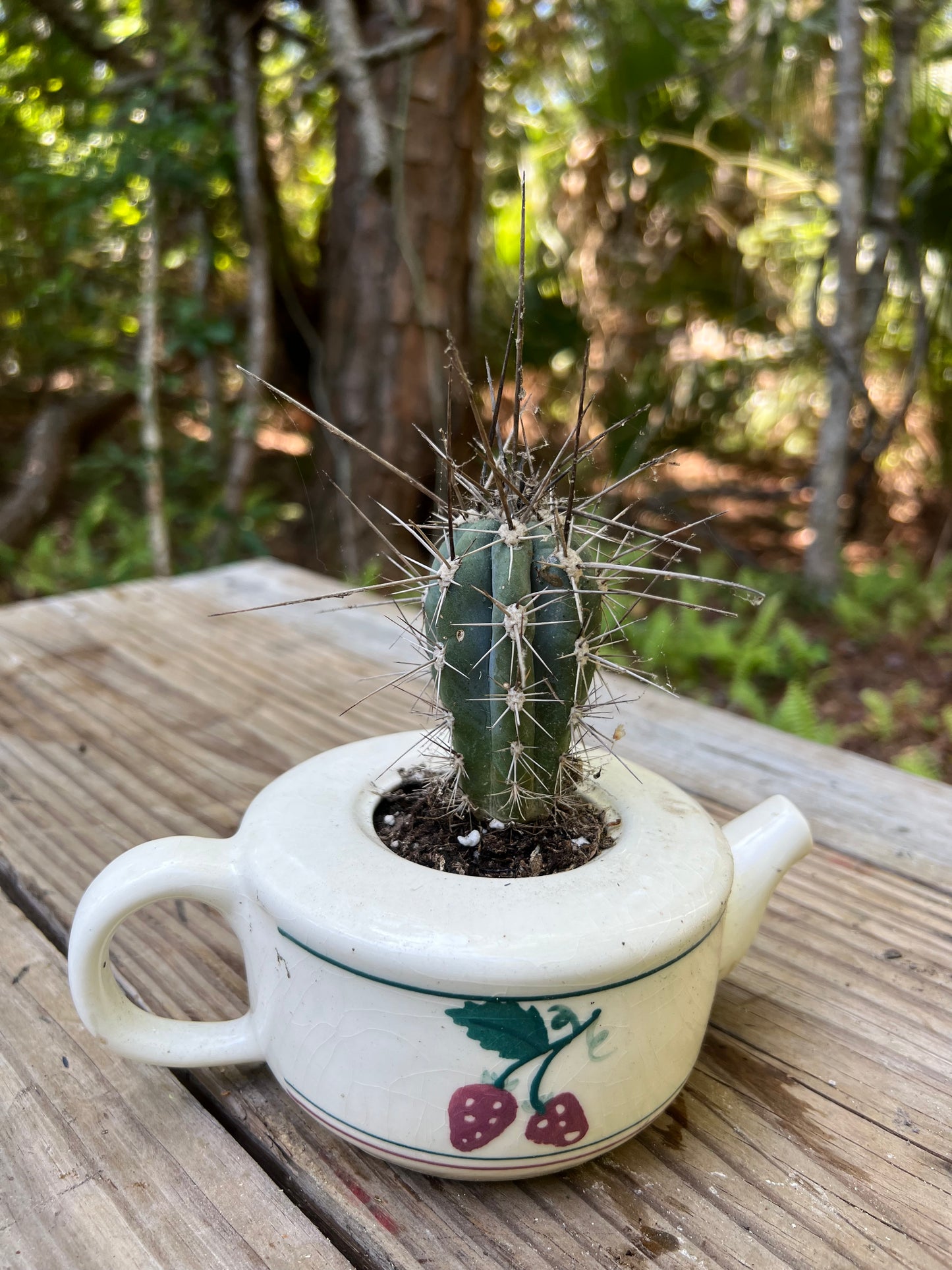 Toothpick Cactus