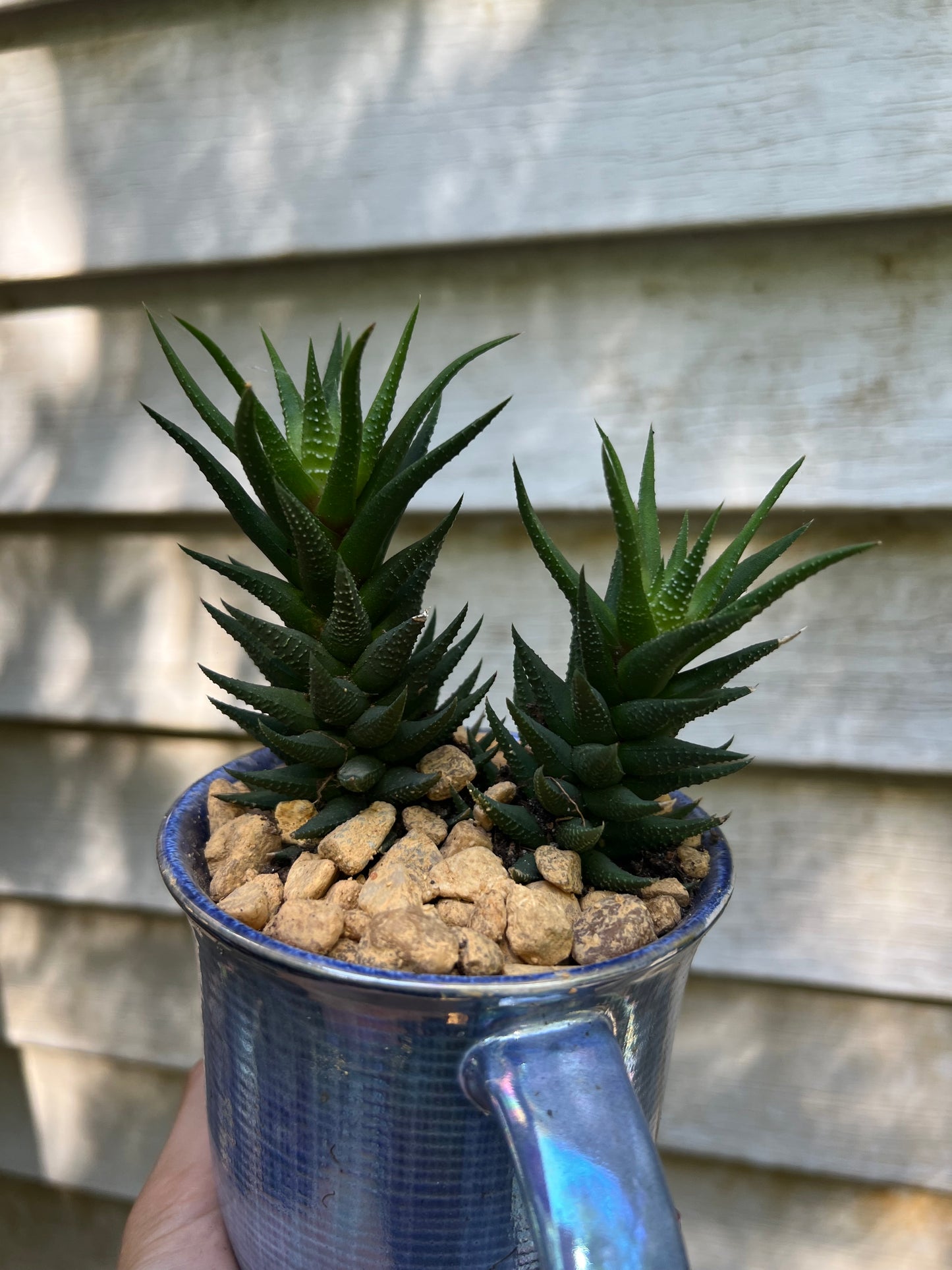 Haworthia Attenuata