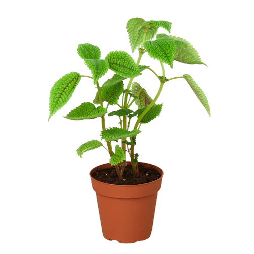 4in Pilea "Moon Valley"