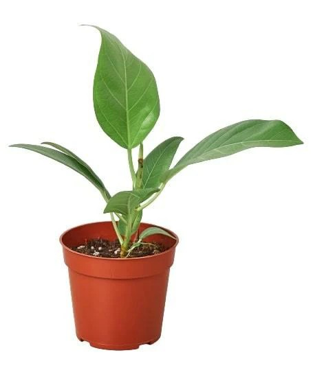 4in Ficus "Audrey"