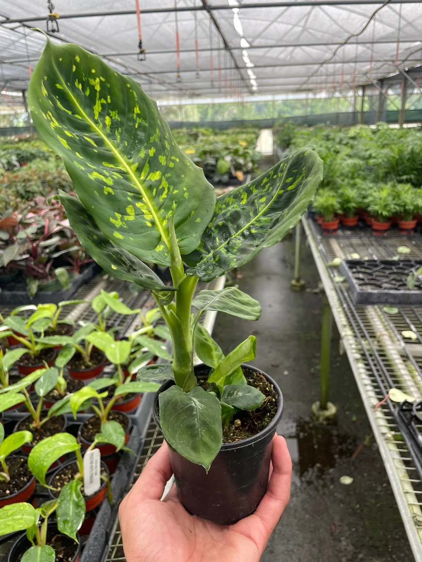 4in Dieffenbachia "Reflector"