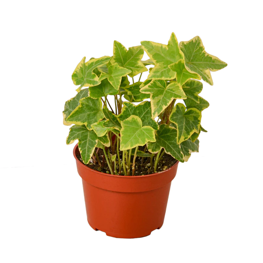4in Ivy "Gold Child"