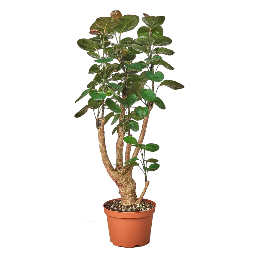 6in Aralia "Fabian Stump"