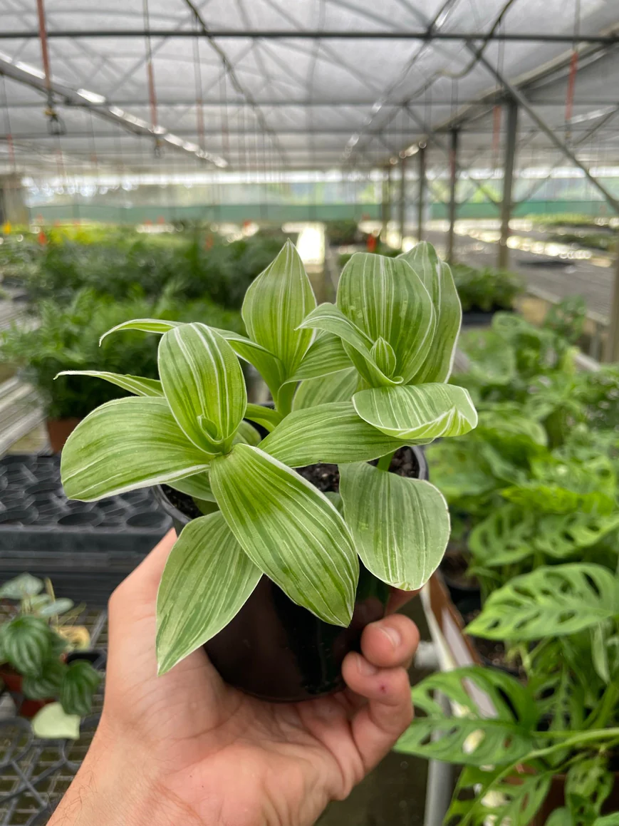 4in Tradescantia "Sanna"