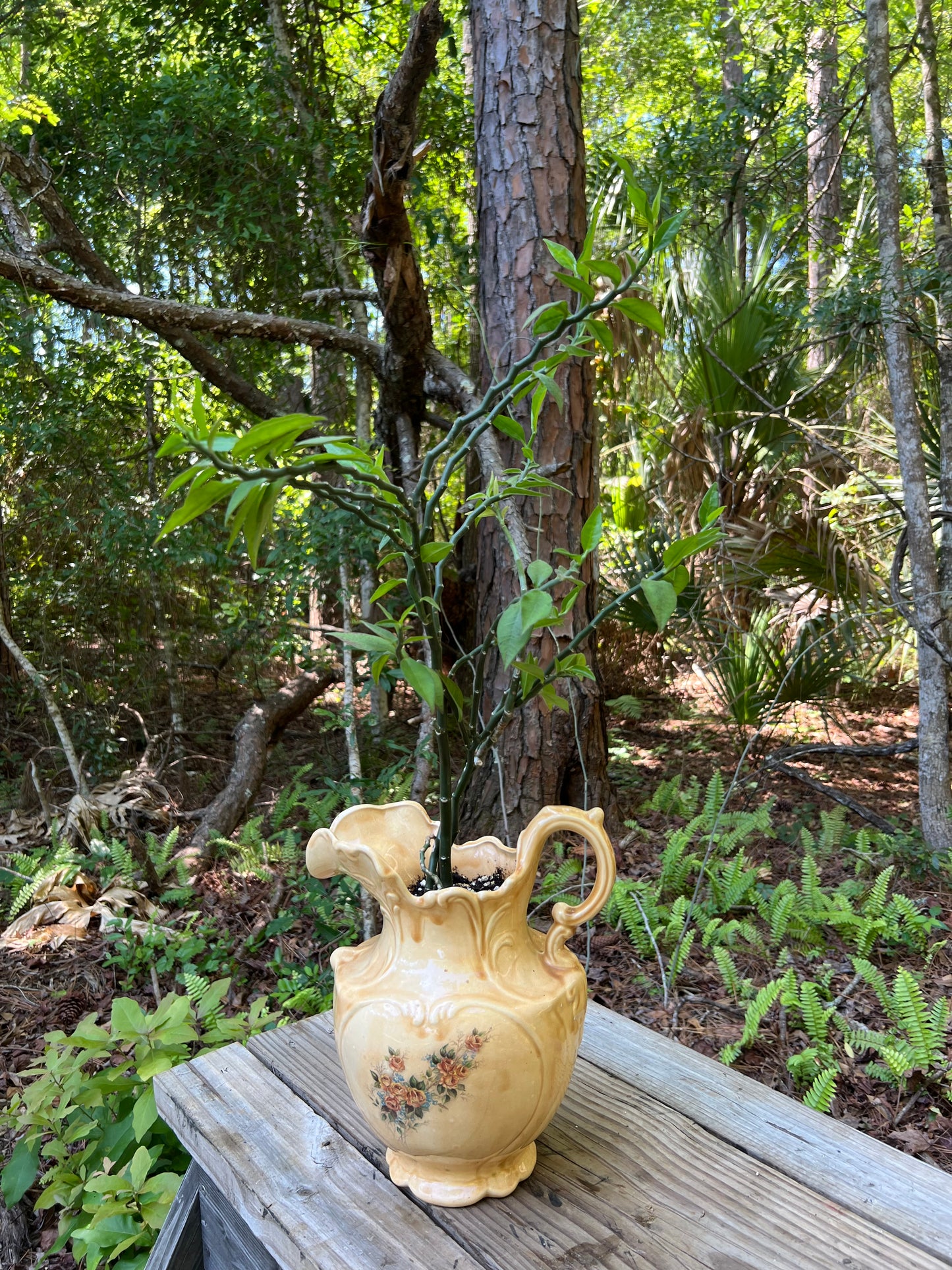 Devil’s Backbone in Pitcher