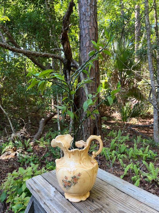 Devil’s Backbone in Pitcher