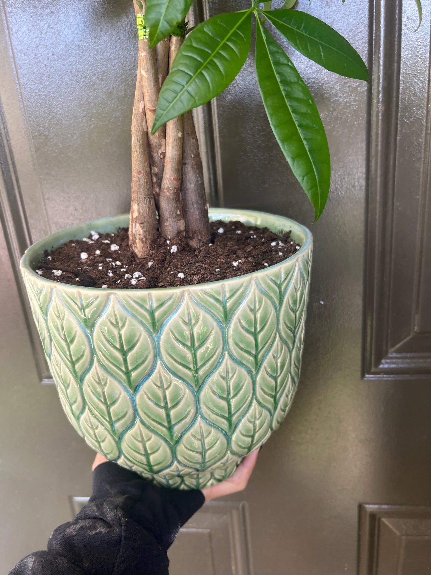 Braided Money Tree