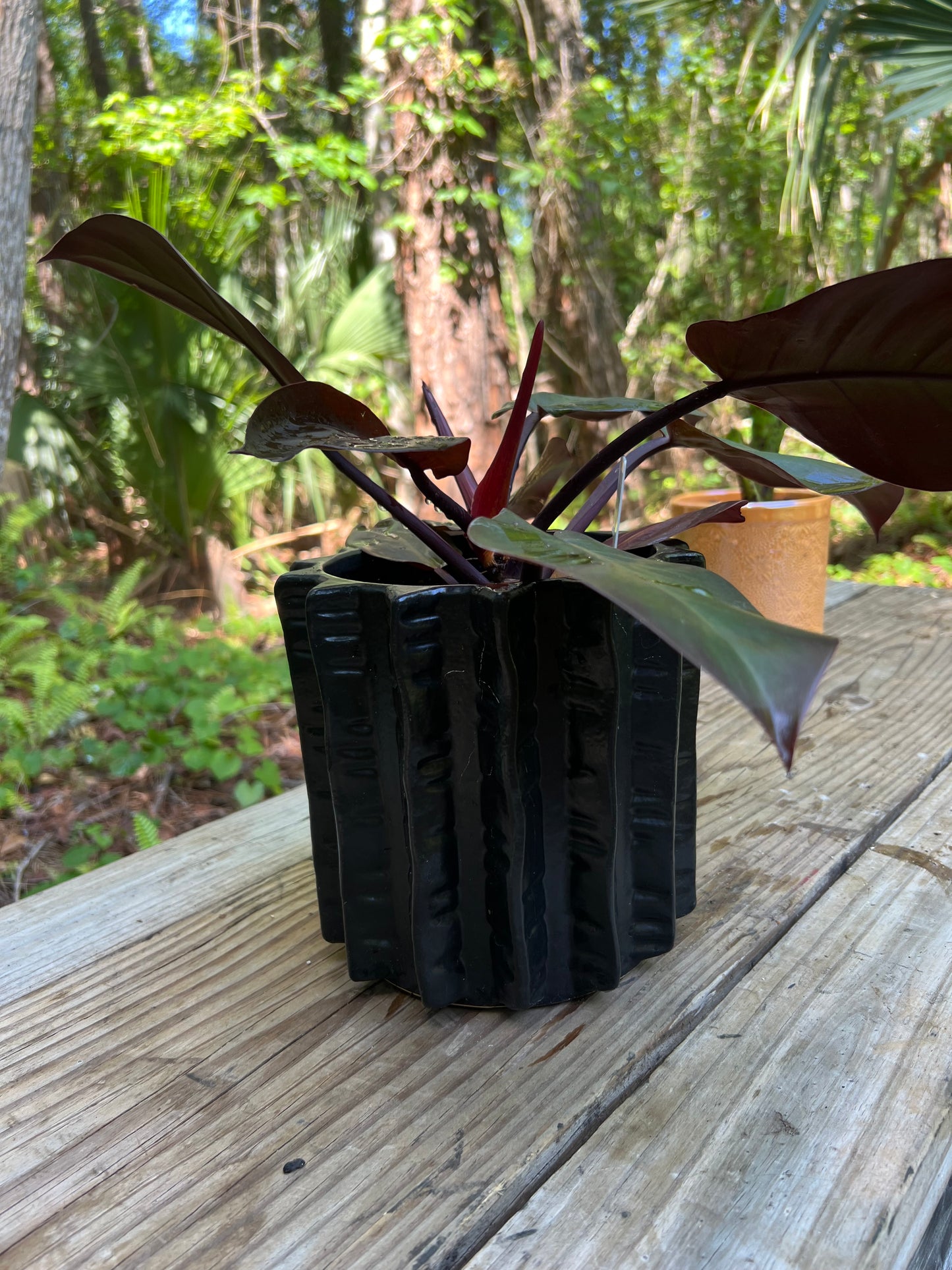 Philodendron Dark Lord