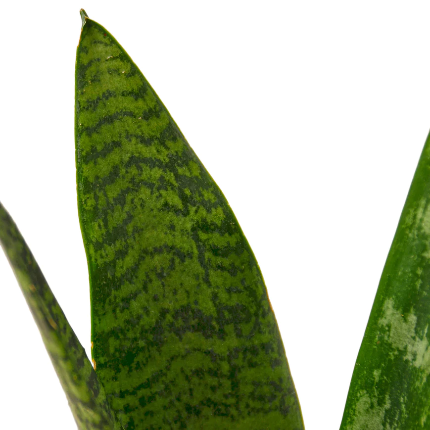 4in Snake Plant "Zeylanica"