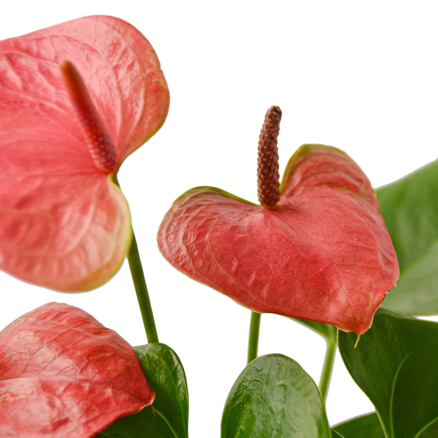 4in Anthurium "Pink"