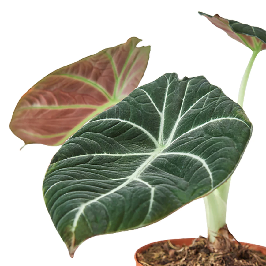 4in Alocasia "Black Velvet"