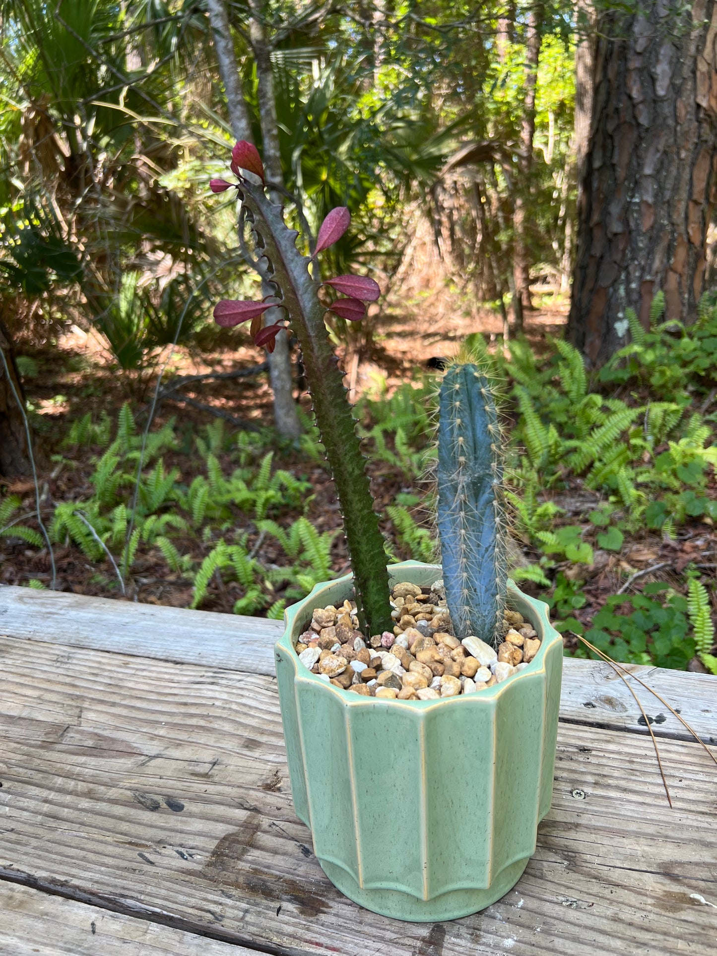 Blue Candle Cactus & Euphorbia Trigona