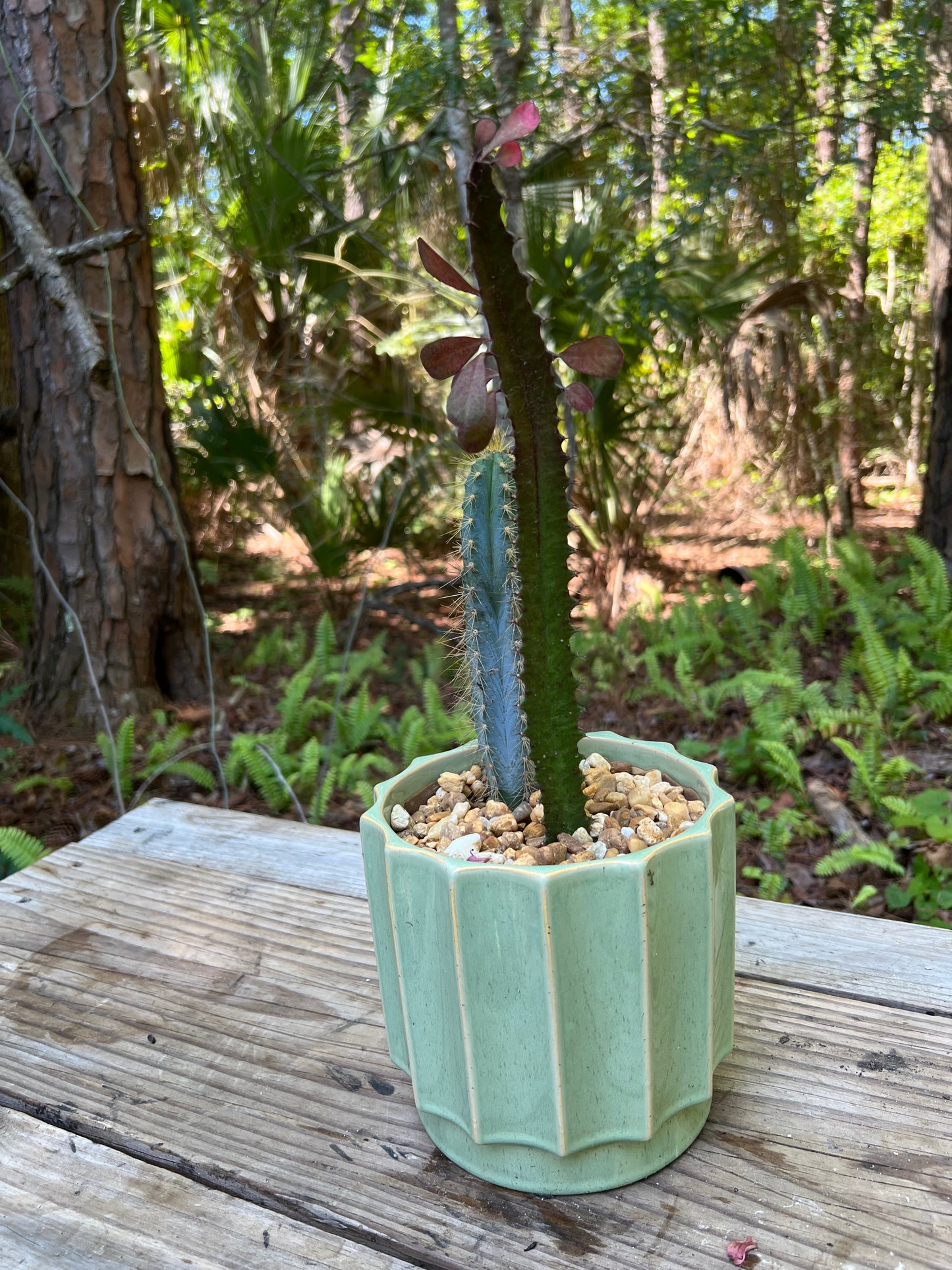 Blue Candle Cactus & Euphorbia Trigona