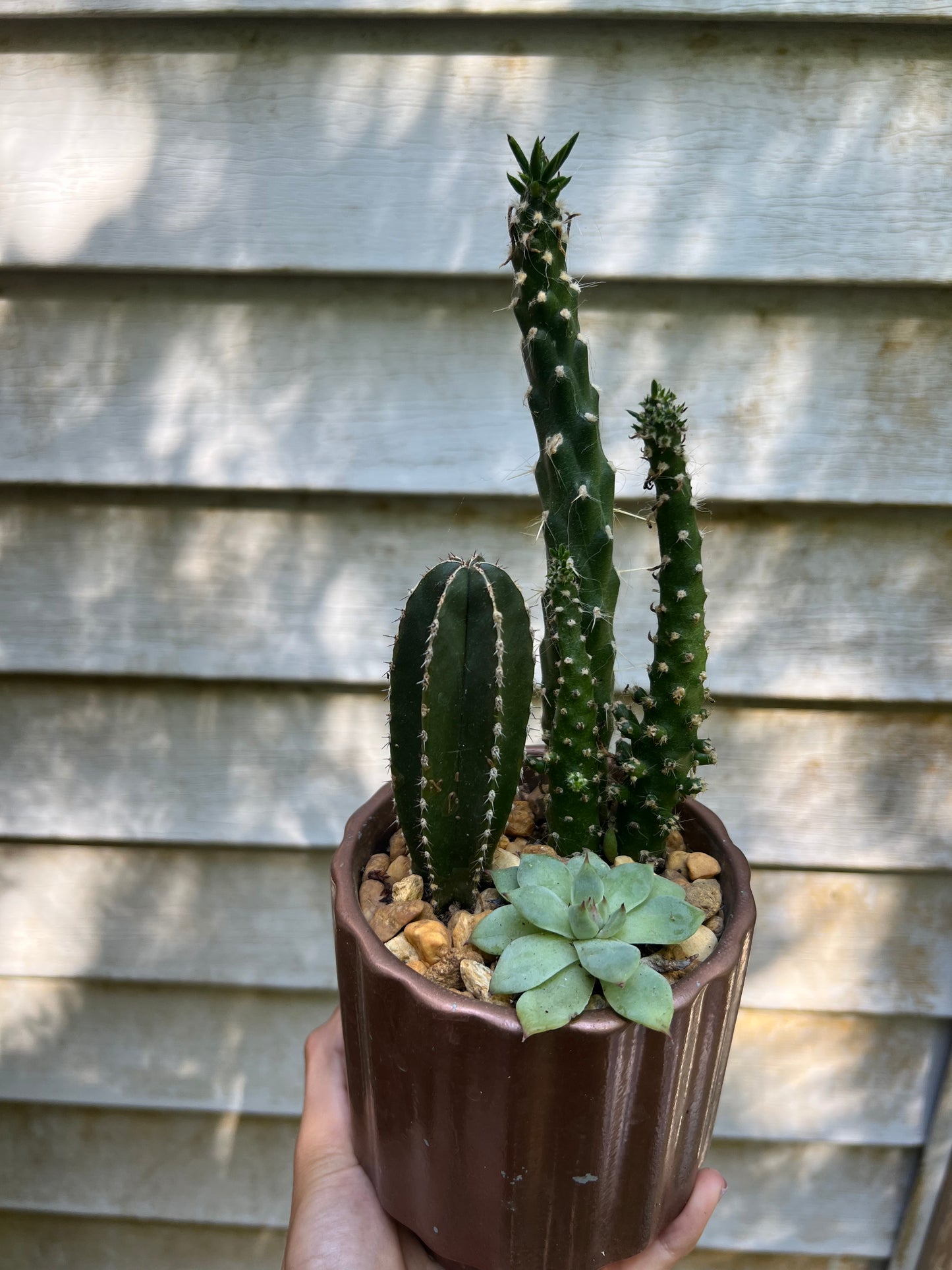 Mixed cacti in bronze pot