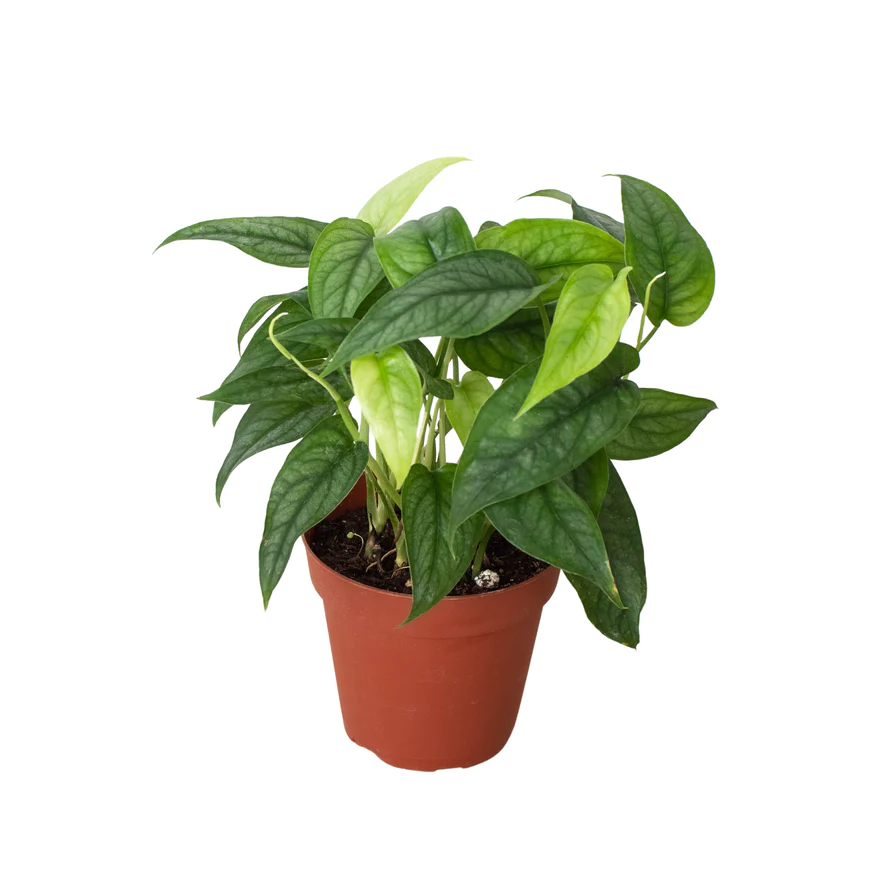 4in Monstera "Siltepcana"