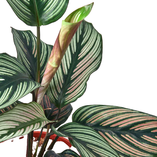 4in Calathea "White Star"