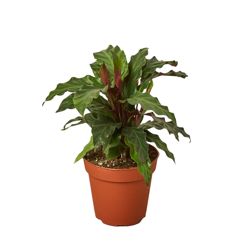 4in Calathea "Furry Feather"