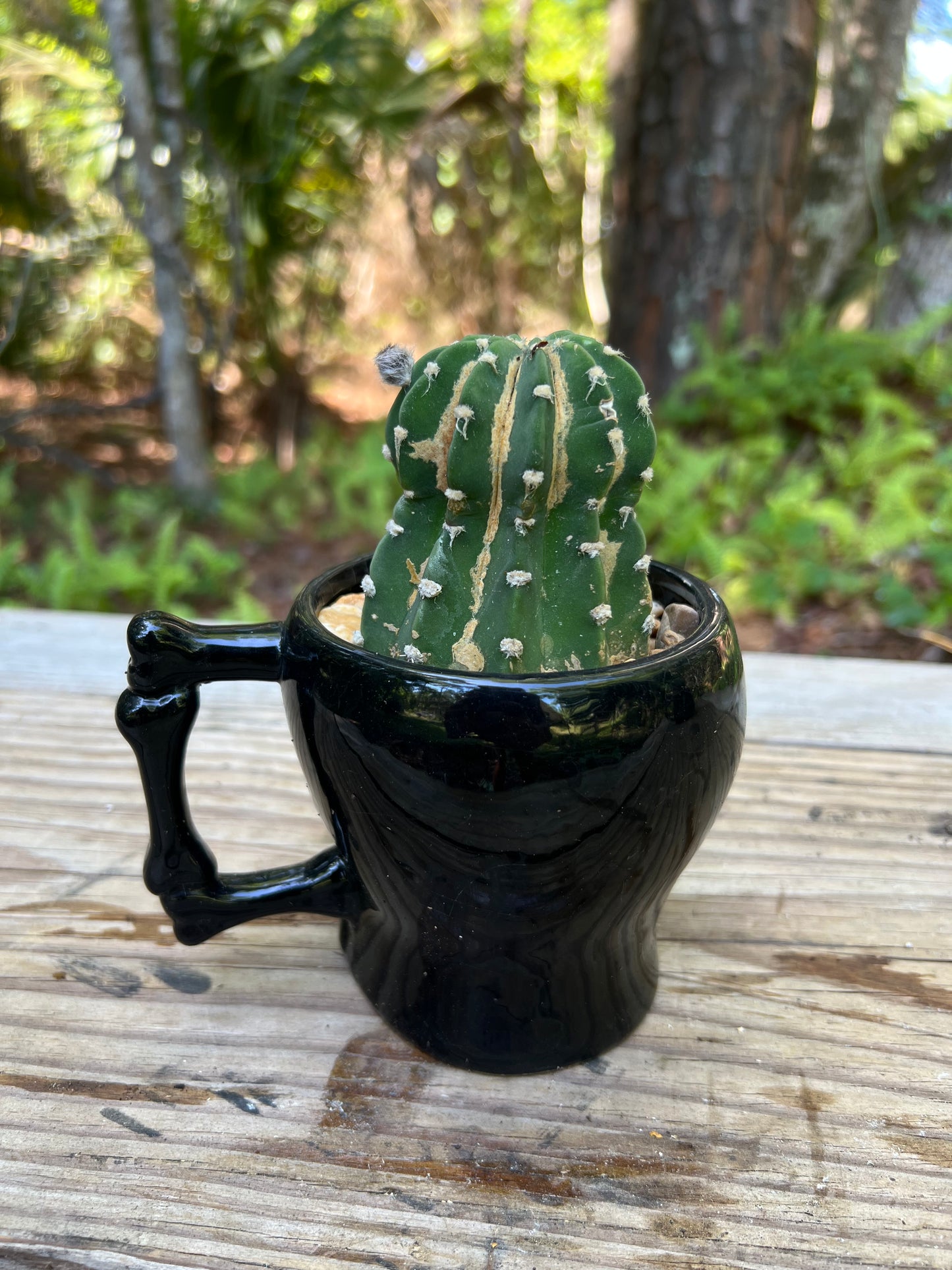 Domino Cactus