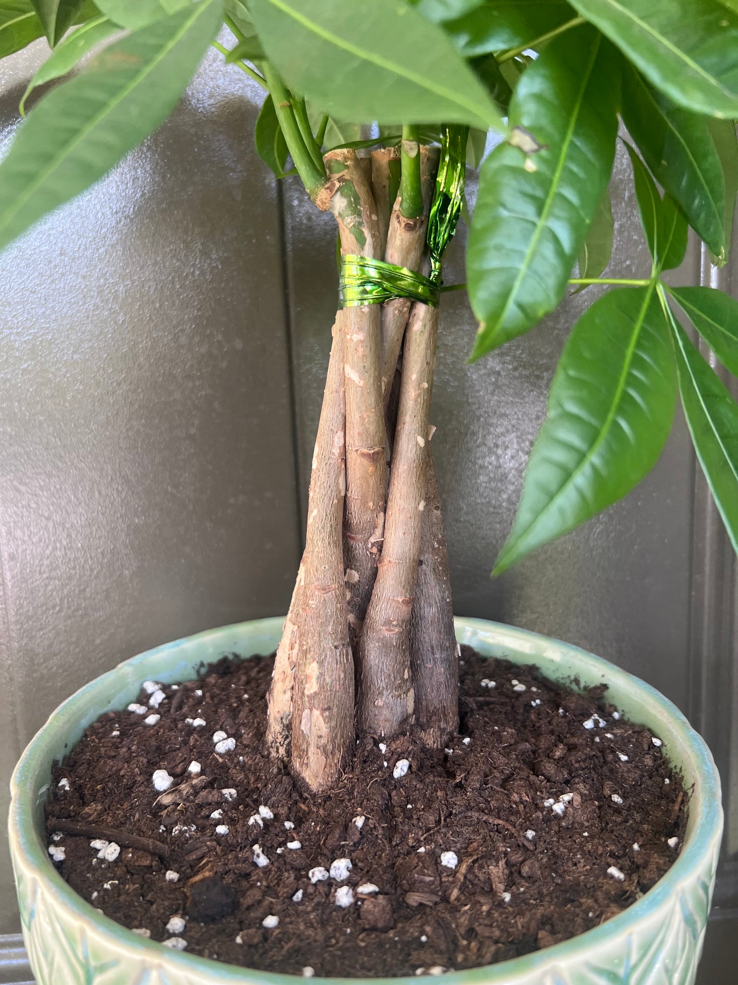 Braided Money Tree