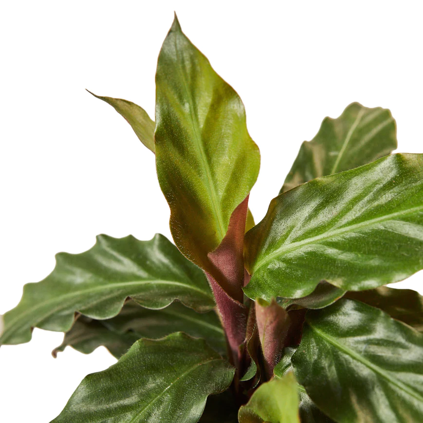 4in Calathea "Furry Feather"