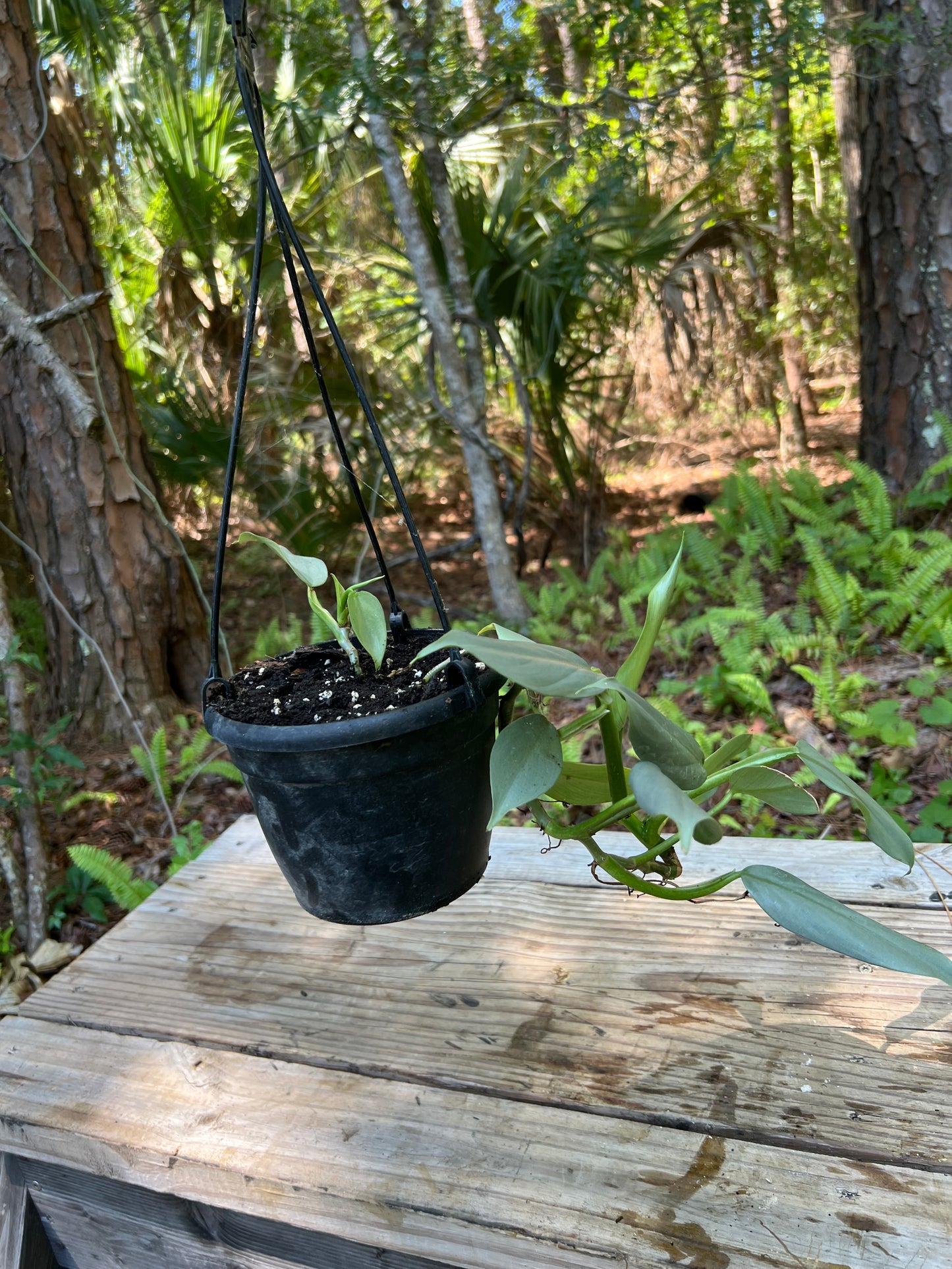 Hanging Silver Sword Philodendron
