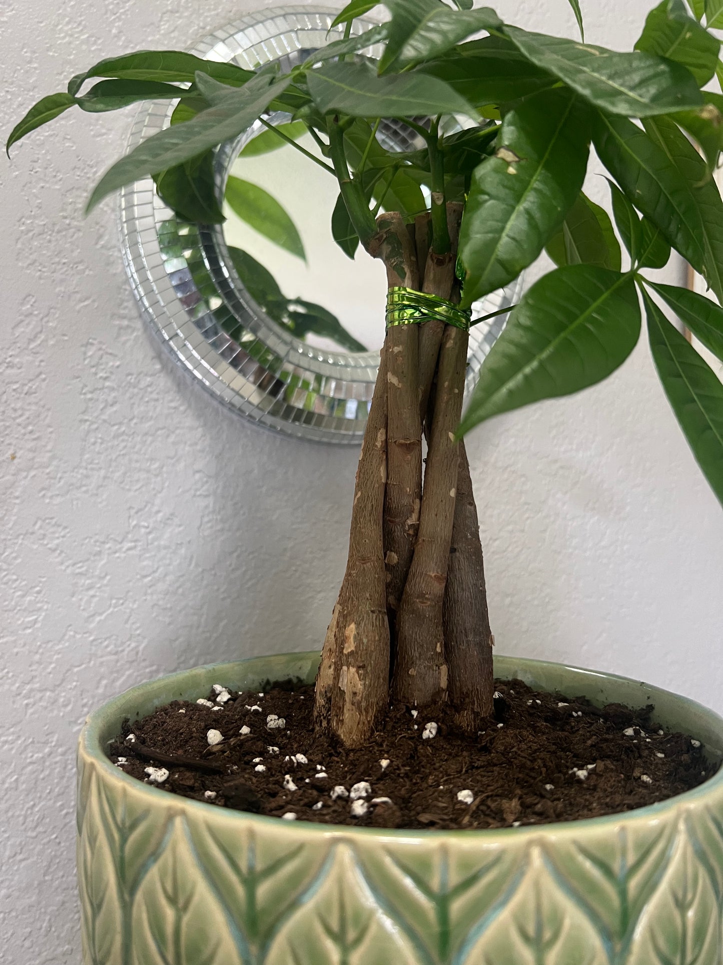 Braided Money Tree