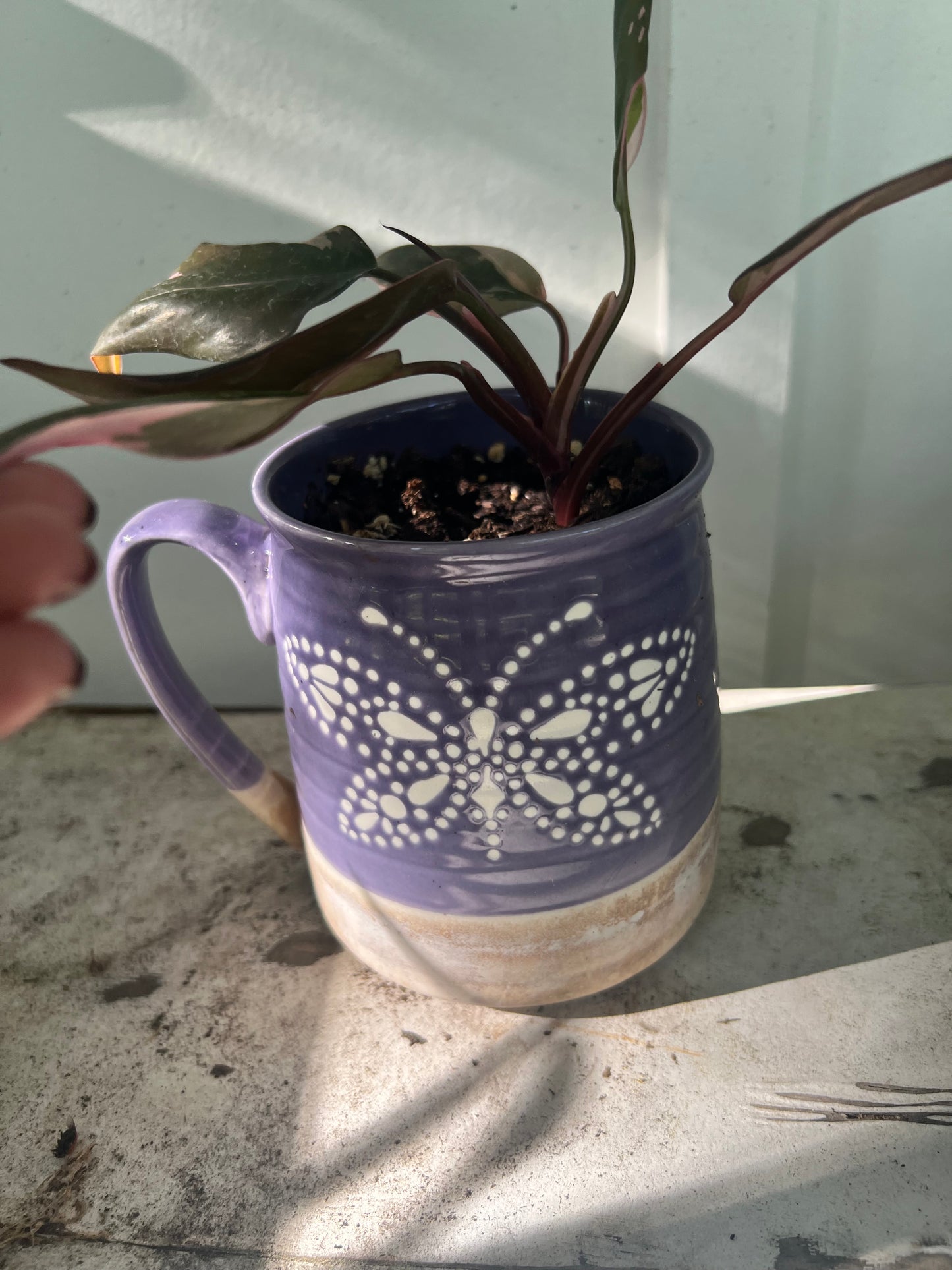 Pink Princess Philodendrons