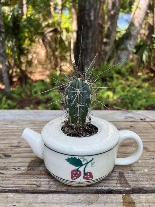 Toothpick Cactus