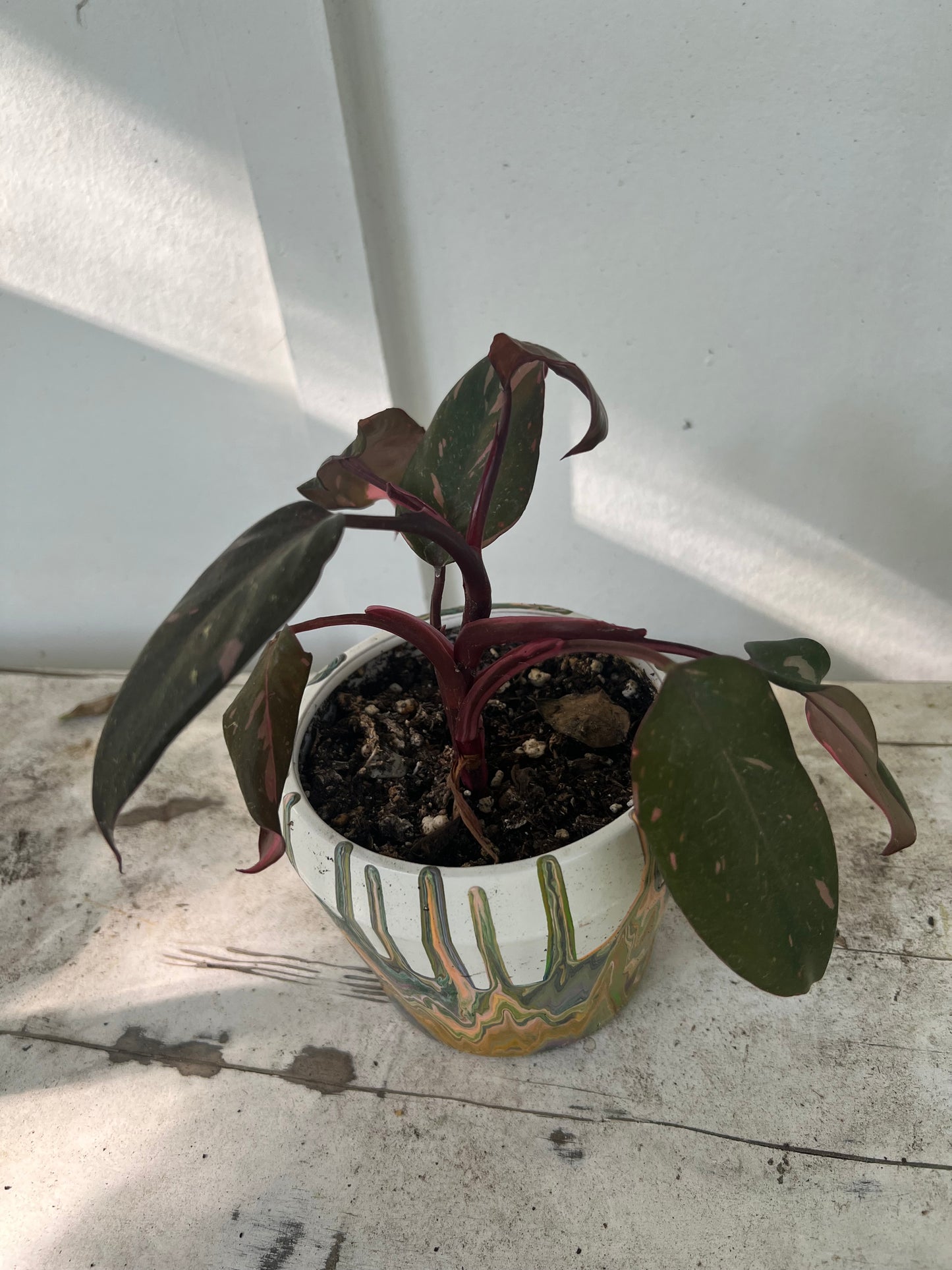 Pink Princess Philodendrons