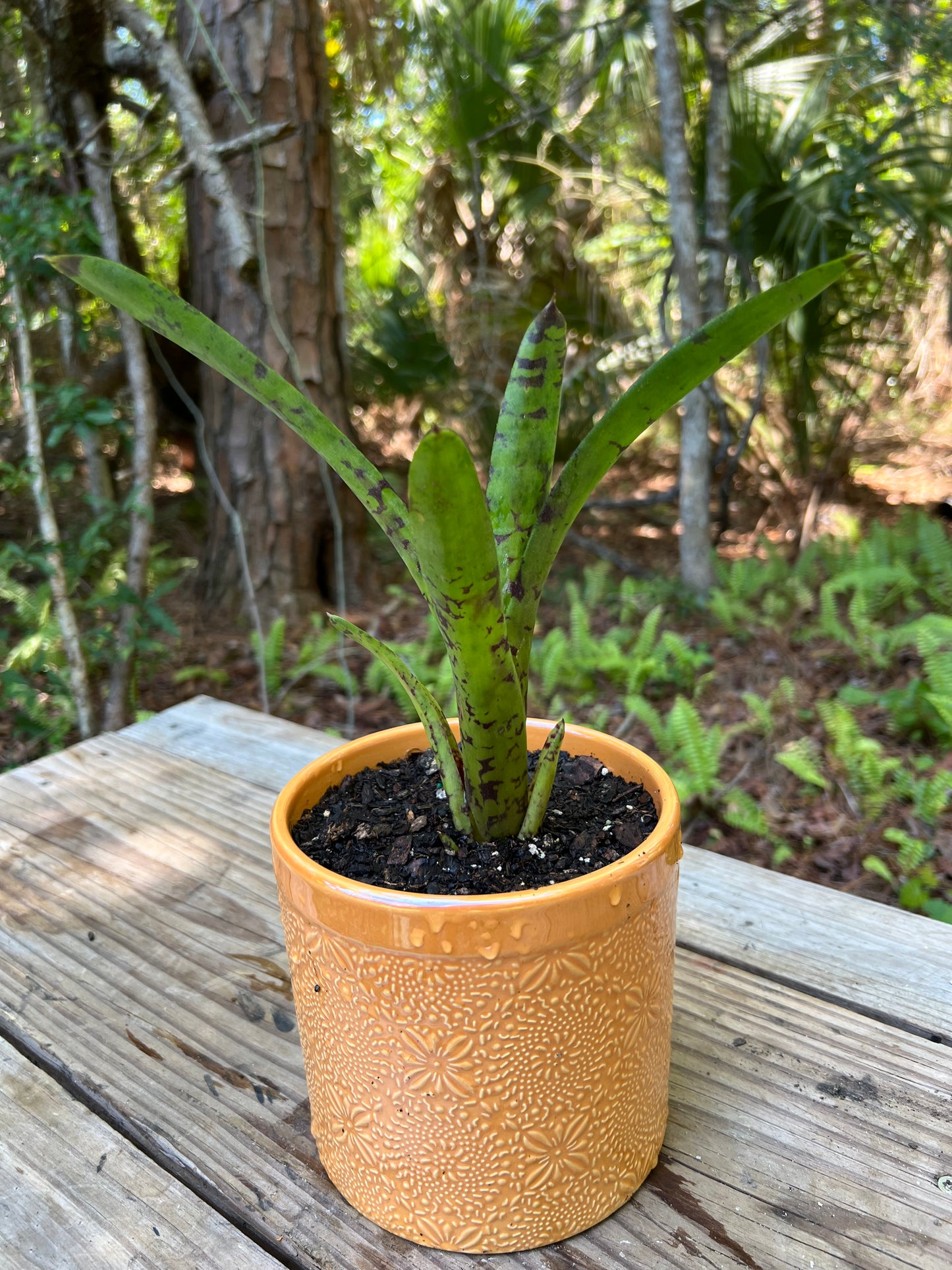 Neoregelia Guacamole