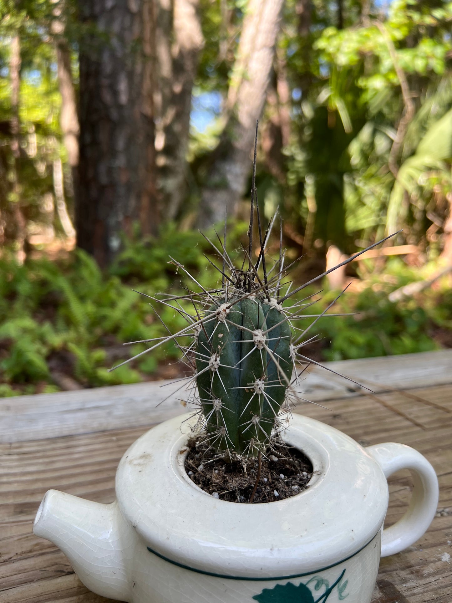 Toothpick Cactus