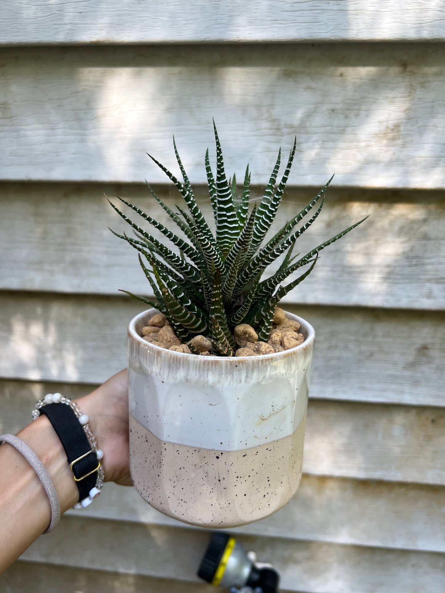 Haworthia Zebra