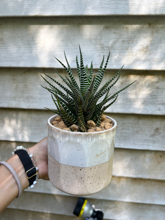 Haworthia Zebra