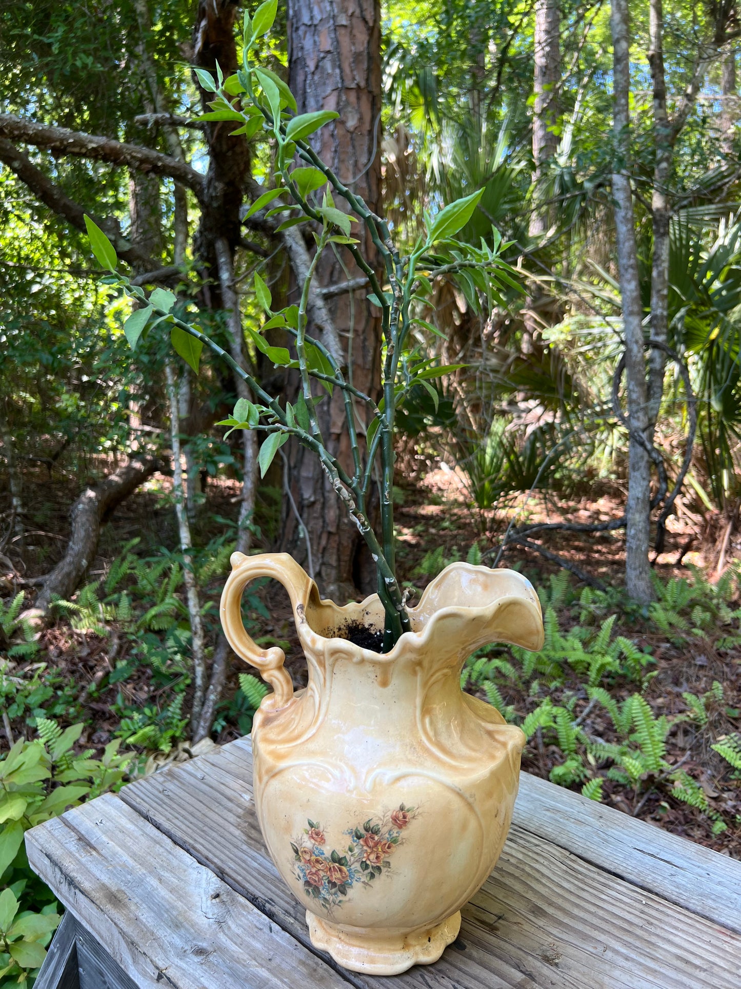 Devil’s Backbone in Pitcher