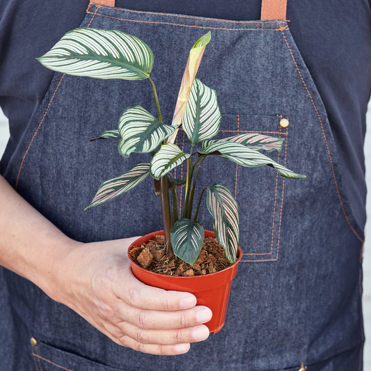 4in Calathea "White Star"