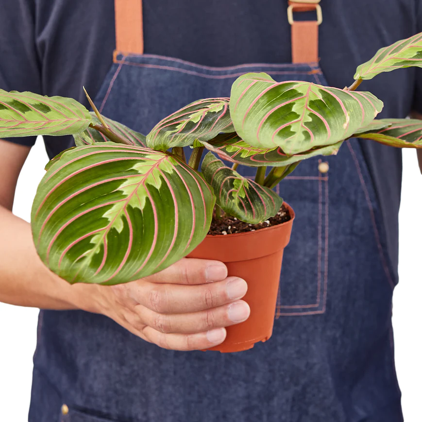 4in Maranta "Red"