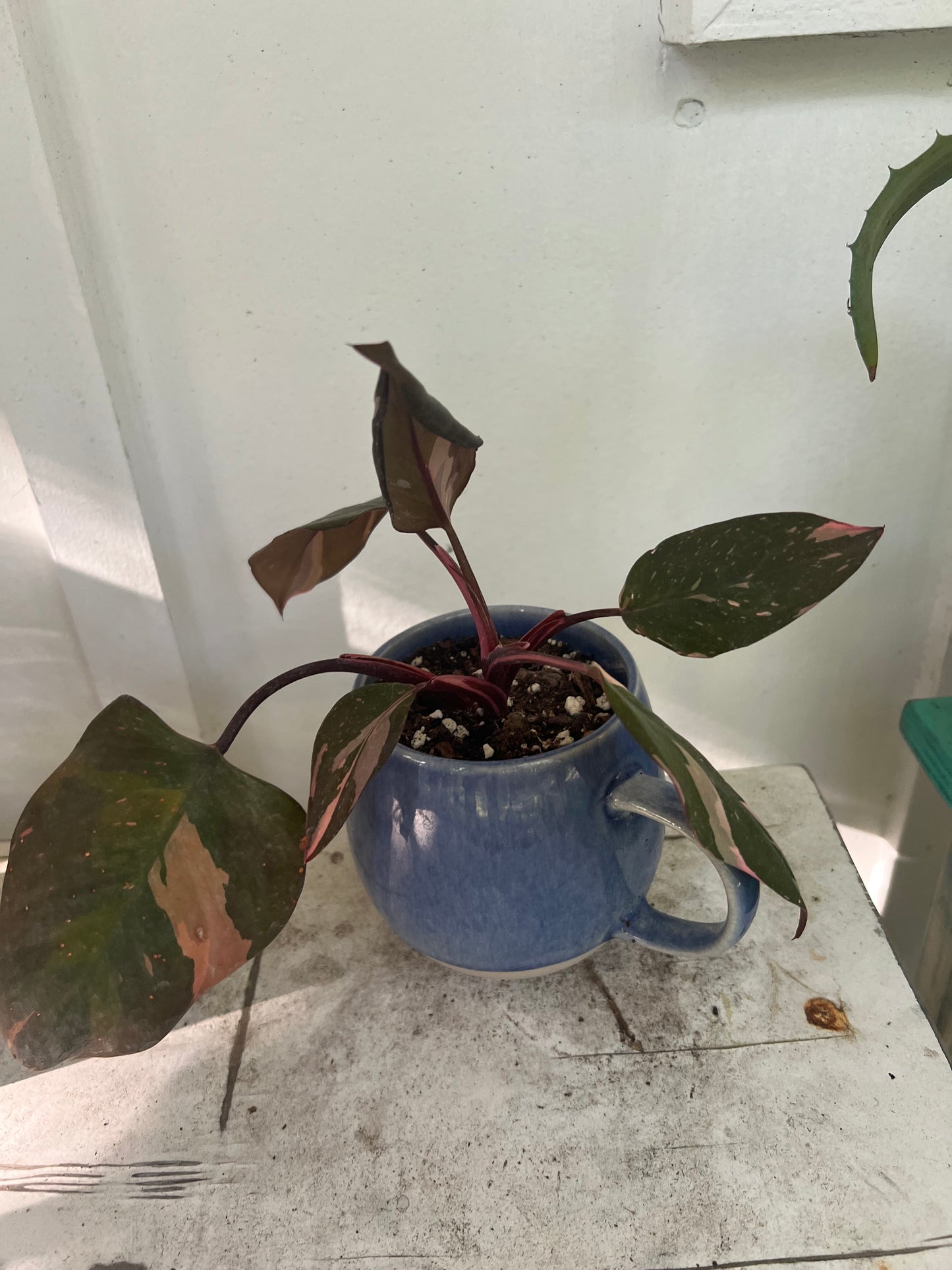Pink Princess Philodendrons