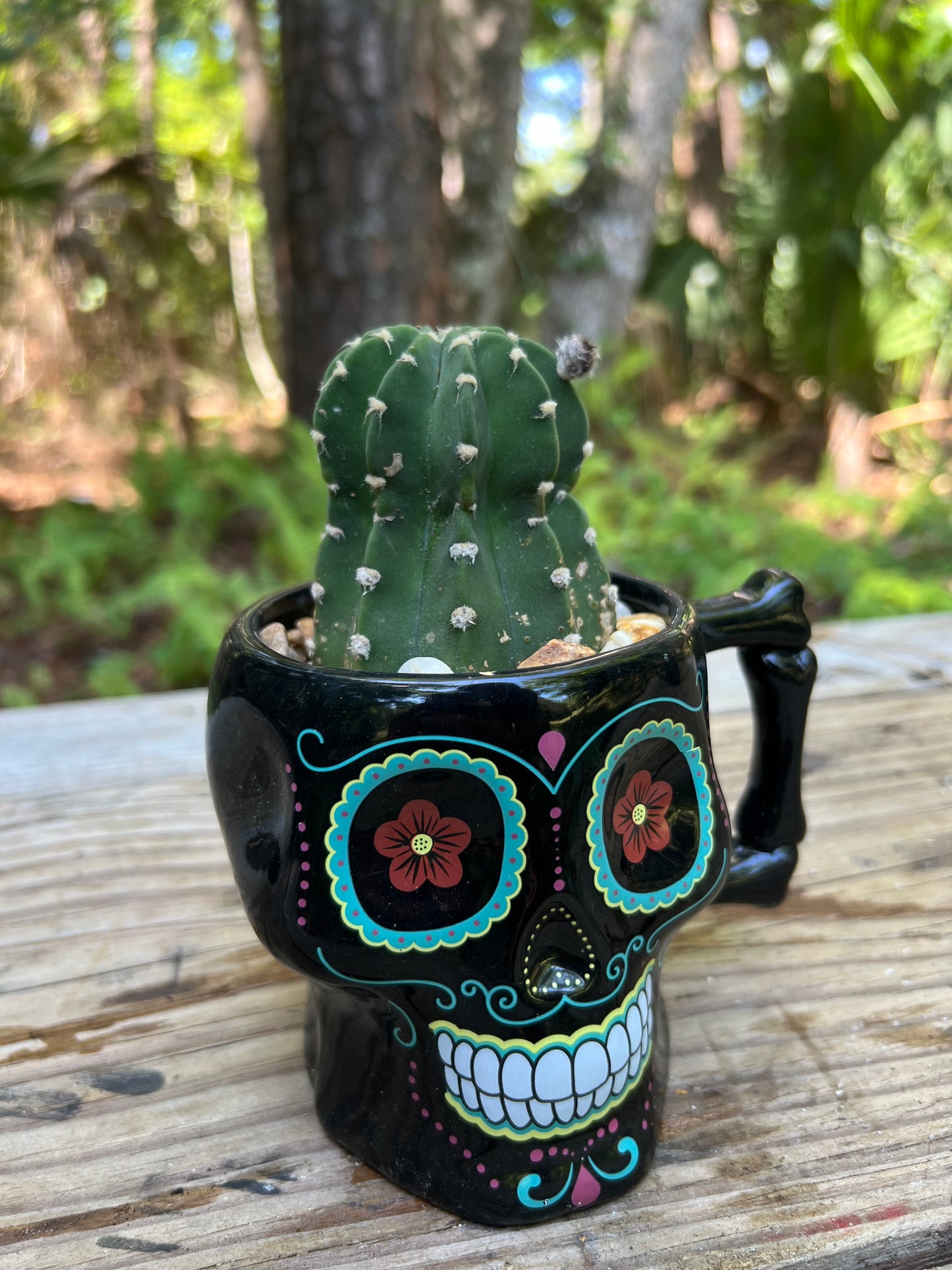 Domino Cactus
