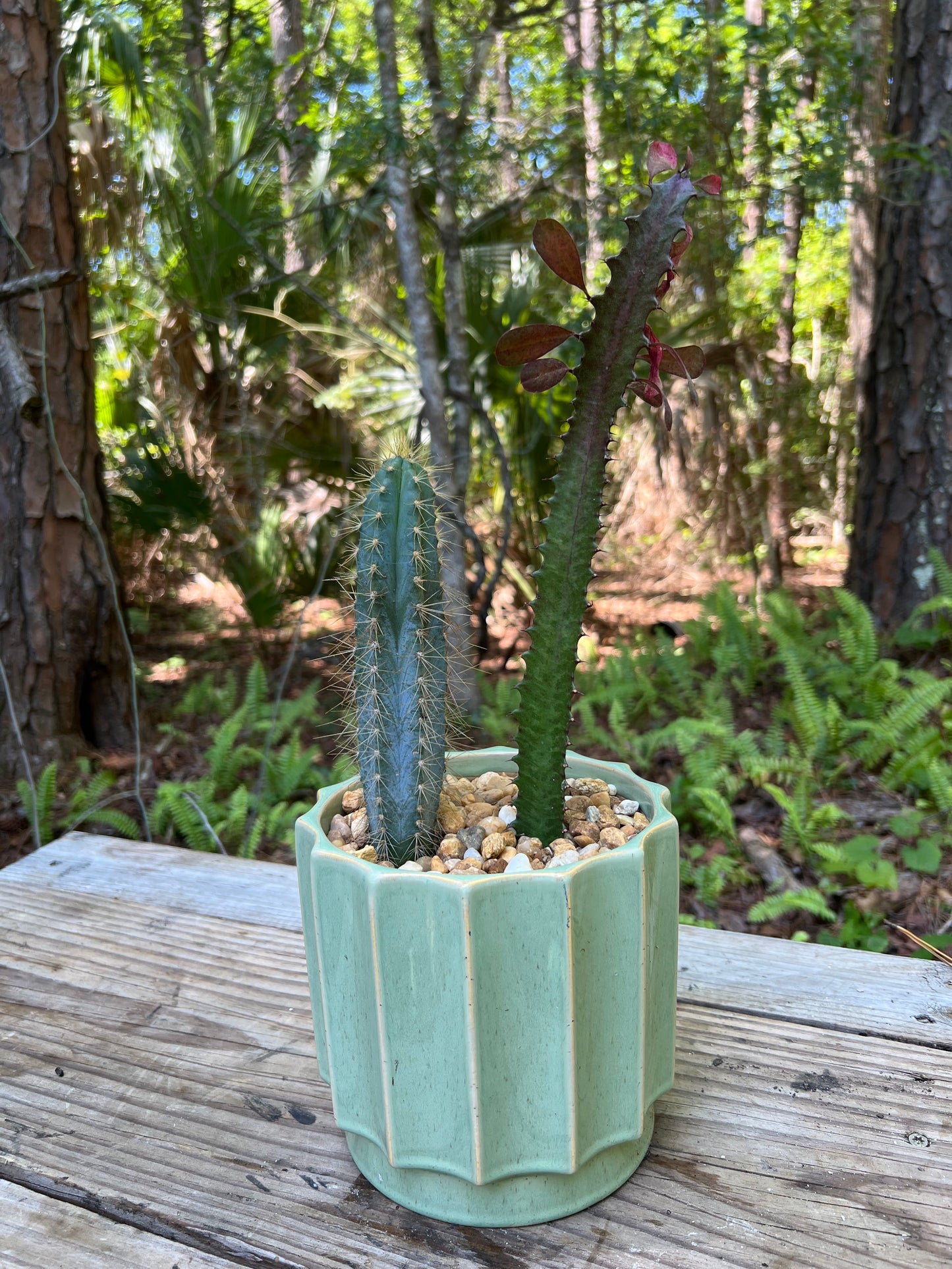 Blue Candle Cactus & Euphorbia Trigona